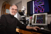 Cilia in the efferent ductules of the male reproductive tract don’t transport sperm, as was previously thought, but agitate the fluid to keep the sperm from aggregating, new research indicates. Rex Hess was a co-author on the study.