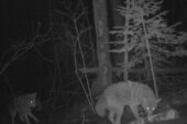 A coyote in 2015 on Stockton Island, Wisconsin.