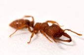The mandibles of the Dracula ant, Mystrium camillae, are the fastest known moving animal appendages, snapping shut at speeds of up to 90 meters per second.