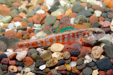 Scientists are finding Iowa darters in Illinois streams that are too small to map.
