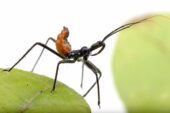 An assassin bug of the family Reduviidae.