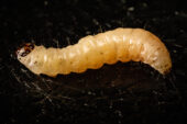 The navel orangeworm caterpillar works with a fungus to overcome plant chemical defenses, a new study finds.