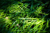 Sun shines on grass