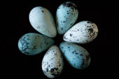 Pointiness pays off for the eggs of cliff-dwelling birds, a new study reveals.