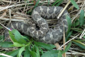 Eastern massasauga rattlesnakes are in decline in Illinois.