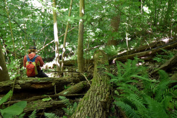 In 2009, a fast-moving windstorm known as a derecho swept through this site, near Fountain Bluff in Illinois.