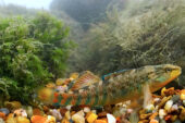 A new study of orangethroat darters reveals that the males ability to recognize their own and other species drives the evolution of their bright display colors.