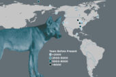 A new study adds to the evidence that dogs were domesticated before first migrating to the Americas.