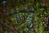 Illinois researchers developed a tissue-imaging microscope that can image living tissue in real time and molecular detail, allowing them to monitor tumors and their environments as cancer progresses.