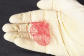 Freeform printing allows the researchers to make intricate structures, such as this model of a heart, that could not be made with traditional layer-by-layer 3-D printing. The structures could be used as scaffolds for tissue engineering or device manufacturing.