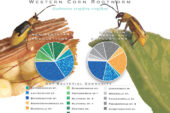 Populations of microbes in the guts of rotation-resistant and nonresistant Western corn rootworms differ, giving the rotation-resistant rootworms an advantage in soybean fields.
