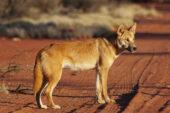New evidence suggests dogs arrived in the Americas only about 10,000 years ago.
