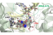Researchers can simulate atomic and subatomic dynamics in large molecular systems. Here is a visualization of the process by which the amino acid glutamate (Glu) is attached to a specific region of its transfer RNA (tRNA).