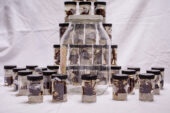 All the tarantulas shown here once shared a single pickle jar. They were meticulously separated and relabeled, and now are in proper storage.