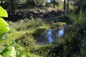 This small fish farm in El Tablon, Honduras, draws water from a sacred space at the base of the community.