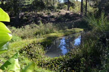 This small fish farm in El Tablon, Honduras, draws water from a sacred space at the base of the community.