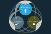 A new study reveals that viruses share genes across the three superkingdoms of life, with most of this unusual sharing occurs between eukarya and bacteria and the viruses that infect them.
