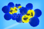 Illinois researchers developed nanoparticles that can target cancer stem cells (yellow), the rare cells within a tumor (blue) that can cause cancer to recur or spread.