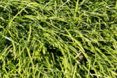 Grass