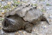 Researchers were surprised to find a rare, wild alligator snapping turtle in a creek in southern Illinois, the first found in the state since 1984.