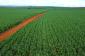 With expansion, the sugarcane-to-ethanol industry in Brazil could reduce global carbon dioxide emissions by as much as 5.6 percent, an international team reports.