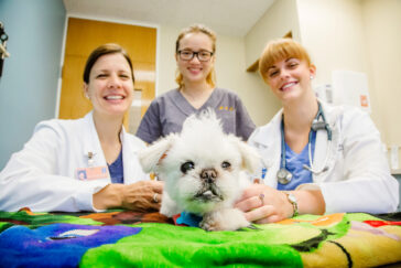 Dr. Katherine Kling and veterinary students Rita Chu and Nicole Andrews pose with Elliot, a senior rescue dog in treatment for a fractured jaw.