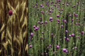 Michael Jeffords found himself in a bit of trouble while photographing musk thistle in western Illinois.