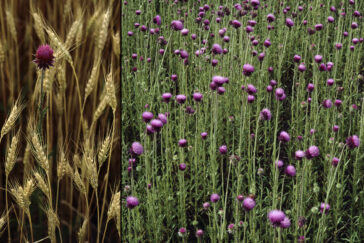 Michael Jeffords found himself in a bit of trouble while photographing musk thistle in western Illinois.
