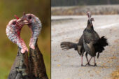 Two male turkeys tussle, oblivious of the photographer capturing their dance.