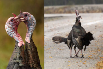 Two male turkeys tussle, oblivious of the photographer capturing their dance.