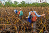 Hacking their way through cutting grass, researchers make their way to the last of 25 pools to be mapped and surveyed in Cara Blanca, Belize.