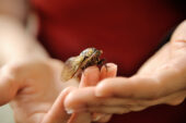 The wings of Megatibicen dorsatus, a prairie-dwelling cicada, are helping engineers design water-repellent surfaces.
