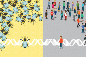 Socially unresponsive bees share something fundamental with autistic humans, new research finds.