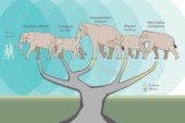 A new study reconfigures the elephant family tree, placing the giant extinct elephant Palaeoloxodon antiquus closer to the African forest elephant, Loxodonta cyclotis, than to the Asian elephant, Elephas maximus, which was once thought to be its closest living relative.