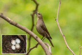 Cowbird moms pay attention to the size of eggs in the nests they choose for egg-laying, a new study finds. Inset: Two cowbird eggs in the nest of a northern cardinal, with two (larger) eggs of its own.