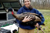 U. of I. graduate student Christine Parker studies wild turkeys. Catching them is a challenge. The hood on the bird’s head calms it while the researchers work.