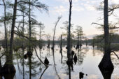 A cypress swamp near Snake Road in the Shawnee National Forest, near Harrisburg, Illinois.