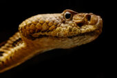 Snake fungal disease afflicts numerous species of snakes, including timber rattlesnakes, like this one undergoing treatment at the University of Illinois.