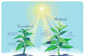 As computer models predicted, genetically modified plants are better able to make use of the limited sunlight available when their leaves go into the shade, researchers report.