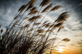 The sun sets behind miscanthus