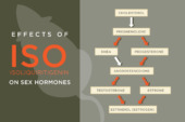 The licorice compound isoliquiritigenin (also known as “iso”) interferes with several steps (orange arrows) in the chemical pathway that leads to the production of steroid sex hormones.