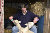 Cathy Paceley is a secretary in the veterinary biosciences department. She's been in that department for five years and been at the university for 16 years. Although she works in the College of Veterinary Medicine, she's really involved in animals more at home. She's licensed to rehabilitate wild animals. She also will take care of animals from the UI's South Farms that are without a mother such as the six lambs that she is currently caring for.