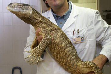 Wildlife veterinarian Mark A. Mitchell reports on how our instinctive fear of snakes and other reptiles leads to neglect and mismanagement.
