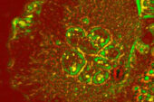A composite PCI image shows mass density in a cell (red) overlaid with the correlation time map highlighting activity (green).