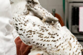 In this February photo, Qigiq's injured left wing is immobilized with a splint while it's healing. The bird is now at the Alaska Raptor Center in Sitka and is expected to be released in the wild after further rehabilitation.