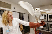 Qigiq, an injured snowy owl, shows off his progress to Anne Rivas, the senior manager at the UI Wildlife Medical Clinic, who has been in charge of his care since he arrived at the clinic in January.