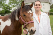 Stuart C. Clark-Price, a specialist in anesthesiology and pain management in the U. of I. Veterinary Teaching Hospital, is leading a multiuniversity research project aimed at developing treatment protocols that help horses get back on their hooves quickly and safely after surgery.