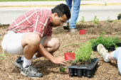 Suhail Barot, a graduate student in electrical and computer engineering and chair of the Student Sustainability Committee, removes a prairie grass seedling from a flat in preparation for planting. The committee funded the purchase of the seedlings for the installation of a sustainable prairie garden at the Veterinary Medicine Basic Sciences Building. On June 6, volunteers from campus and the community planted the seedlings, which will provide a habitat for native insect and vertebrate species and a teaching tool on prairie flora.