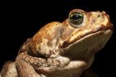 A topical general anesthetic for amphibians developed by veterinary researchers at Illinois could be a low-cost, easy-to-administer tool for scientists conducting research in the field. Cane toads were used in the study.