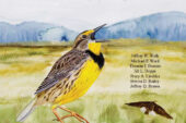 The 230-page full-color book "Illinois Birds: A Century of Change" includes 100 years of data and many photos and illustrations.  Click photo to enlarge